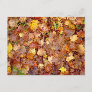 Carte postale photo 'Leaf Pile'