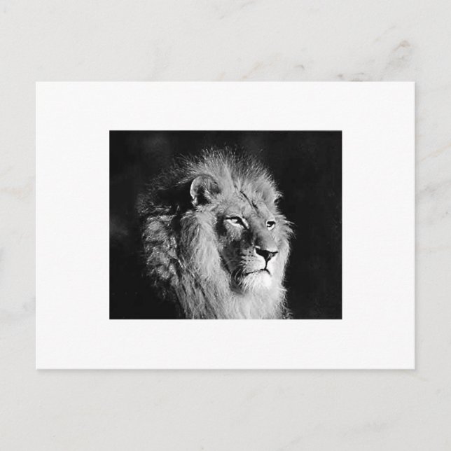 Carte Postale Photo Lion noir et blanc (Devant)