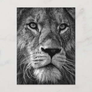 Carte Postale Photo Lion noir et blanc