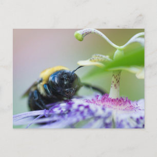 Carte Postale Photo macro de Bumble Bee