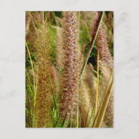 Photo macro de l'herbe de Foxtail