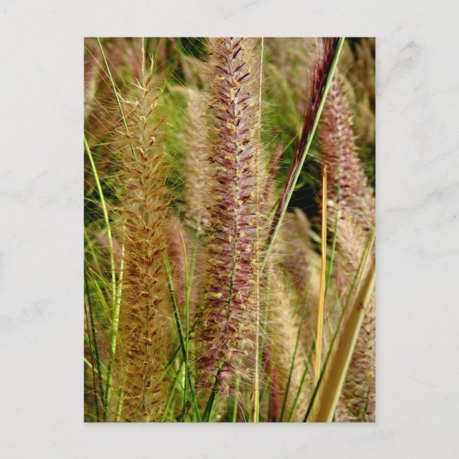 Carte Postale Photo macro de l'herbe de Foxtail (Devant)