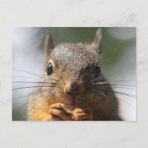 Carte Postale Photo Macro de mignonne écureuil souriant