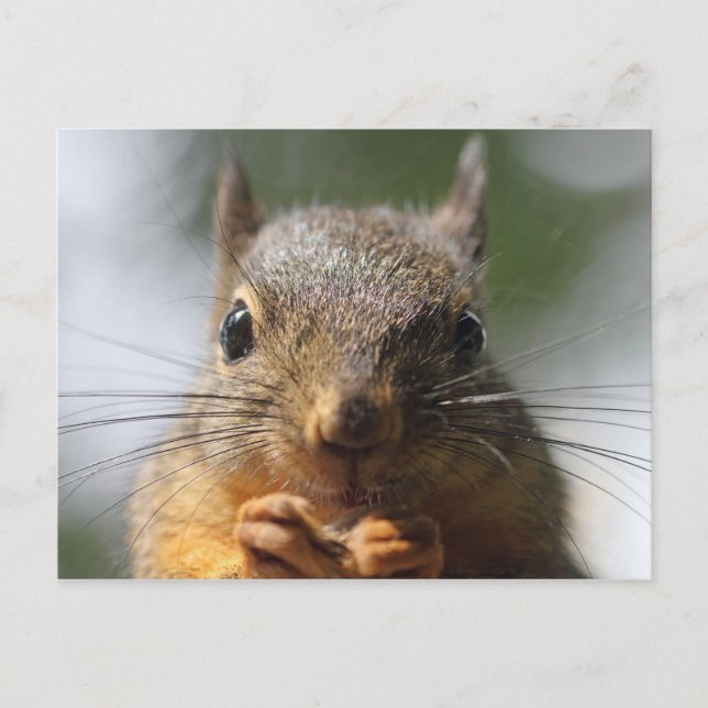 Carte Postale Photo Macro de mignonne écureuil souriant (Devant)