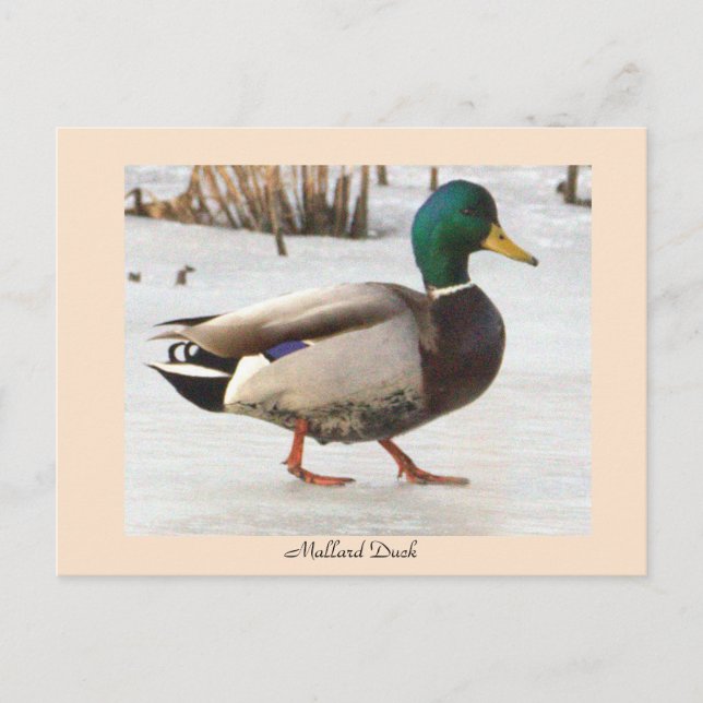 Carte postale photo Mallard Duck (Devant)