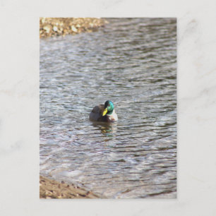 Carte postale photo Mallard Duck
