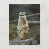 Photo Meerkat