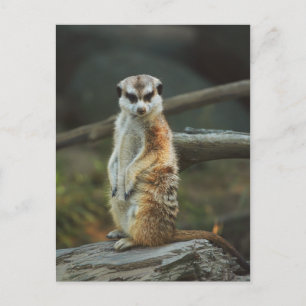 Carte Postale Photo Meerkat