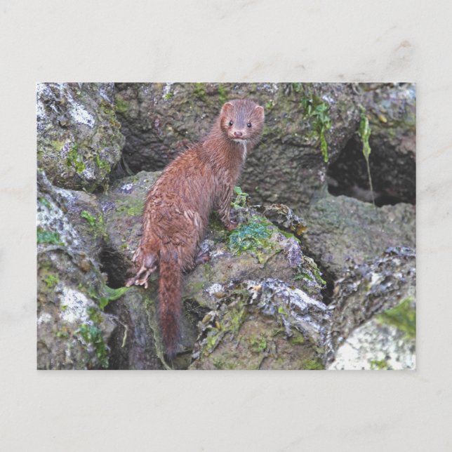 Carte Postale Photo Mink (Devant)