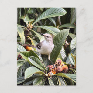 Carte postale Photo Mockingbird