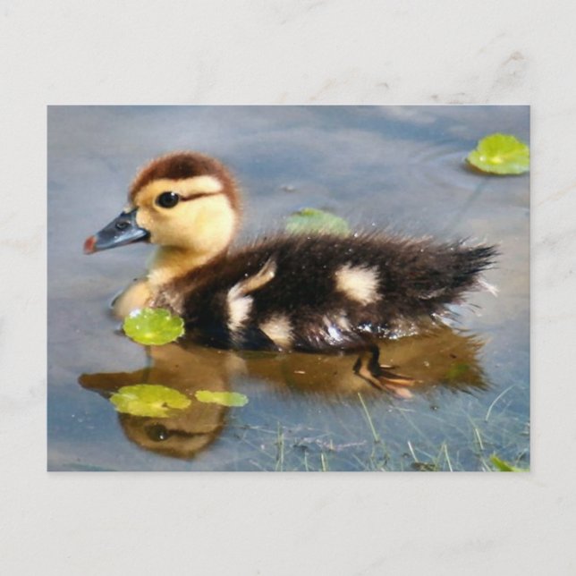 Carte postale Photo Muscovy Duckkling (Devant)
