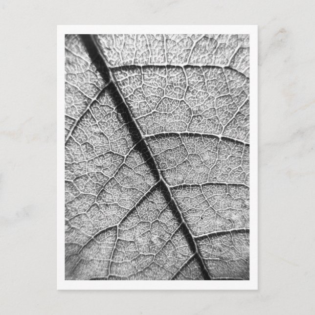 Carte postale photo Nature Fine Art (Devant)