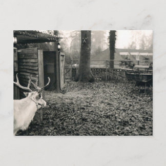 Carte Postale Photo noire et blanche de renne et de traîneau
