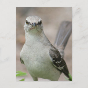 Carte Postale Photo Northern Mockingbird