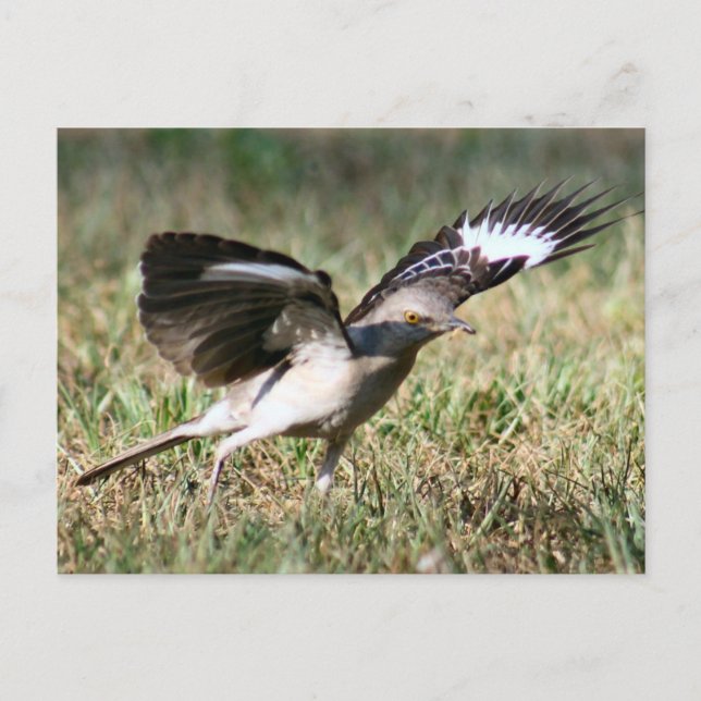 Carte postale Photo Oiseau de Mocking (Devant)