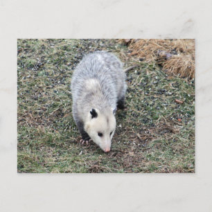 Carte Postale Photo Opossum
