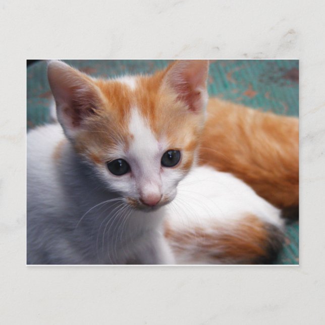 Carte Postale Photo Orange Kitten (Devant)