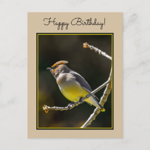 Carte Postale Photo Original d'Oiseau Sauvage de Jaseur de Cèdre