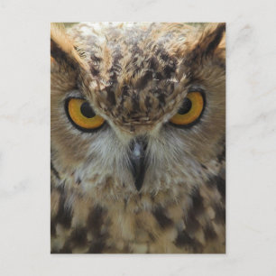 Carte postale photo Owl