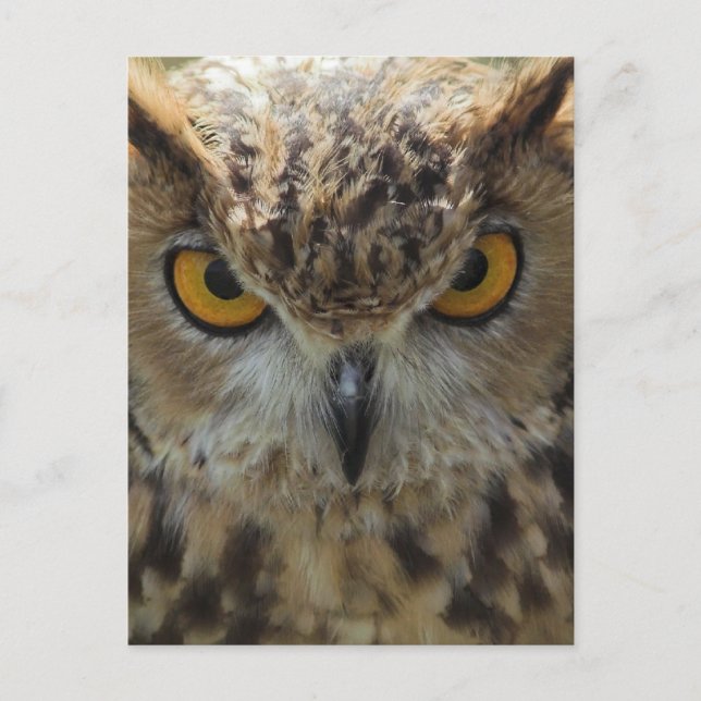 Carte postale photo Owl (Devant)