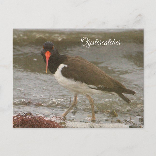 Carte postale photo Oystercatcher (Devant)