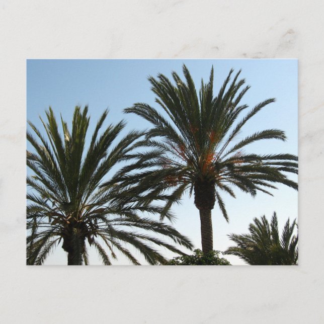 Carte postale photo Palm Trees (Devant)