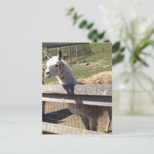 Carte Postale Photo personnalisée image llama alpaca