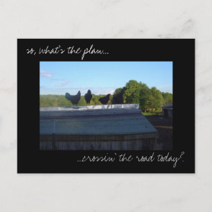 Carte postale photo 'Plans de poulet'