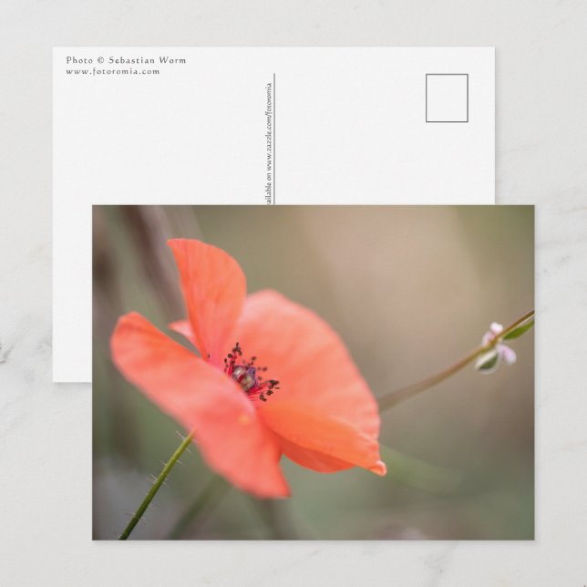 Carte Postale Photo Poppy Nature (Devant / Derrière)
