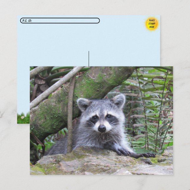 Carte Postale Photo postfranchie d'un adorable Raccoon de bébé (Devant / Derrière)