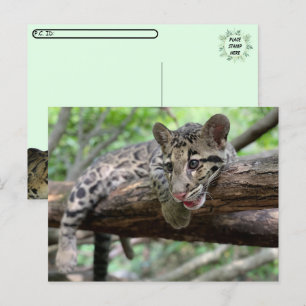 Carte Postale Photo postfranchissant de Leopard Cub nuageux
