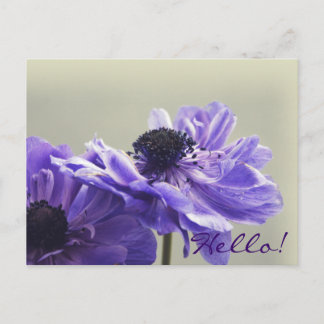 Carte Postale Photo Purple Anemone