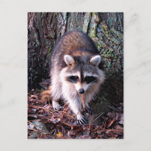 Carte Postale Photo Raccoon