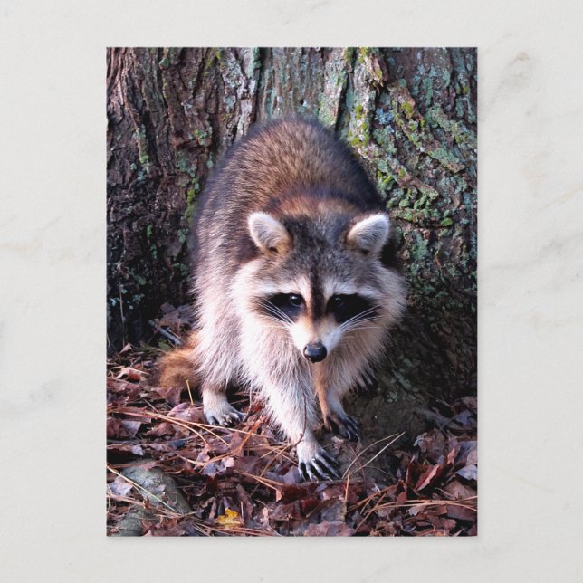 Carte Postale Photo Raccoon (Devant)