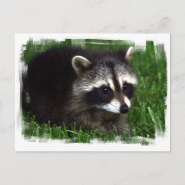 Carte postale Photo Raccoon (Devant)