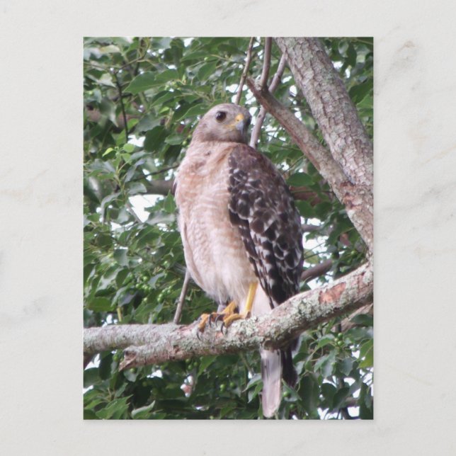 Carte postale photo Red Tail Hawk (Devant)
