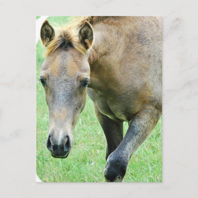 Carte postale Photo Roan Horse (Devant)