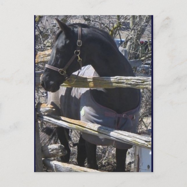 Carte Postale Photo Romeo (Devant)