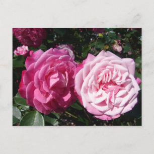 Carte postale Photo Rose Vintage Pretty Rose