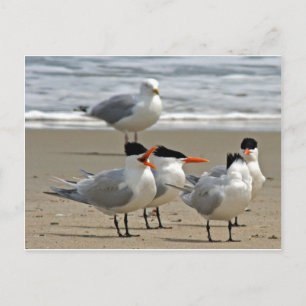 Carte Postale Photo Royal Terns