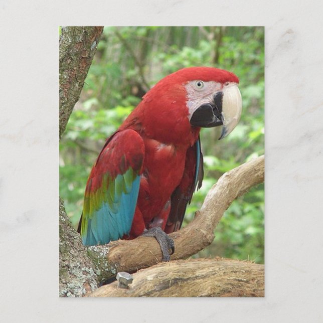 Carte postale Photo Scarlet Macaw (Devant)