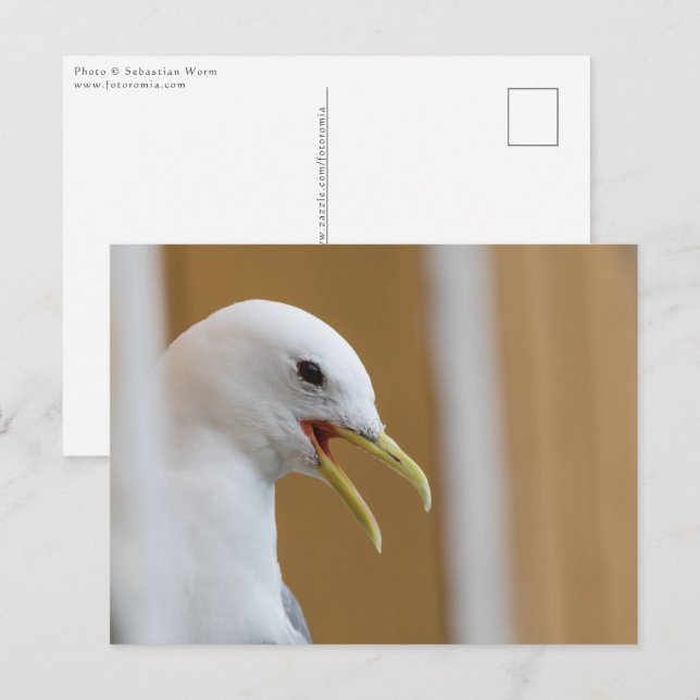 Carte Postale Photo Seagull Portrait (Devant / Derrière)