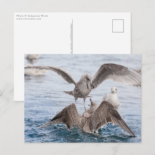 Carte Postale Photo Seagull Wildlife (Devant / Derrière)