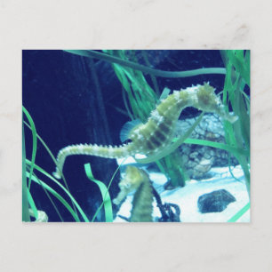 Carte Postale Photo Seahorse