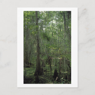 Carte postale photo Serenity Custom Louisiane