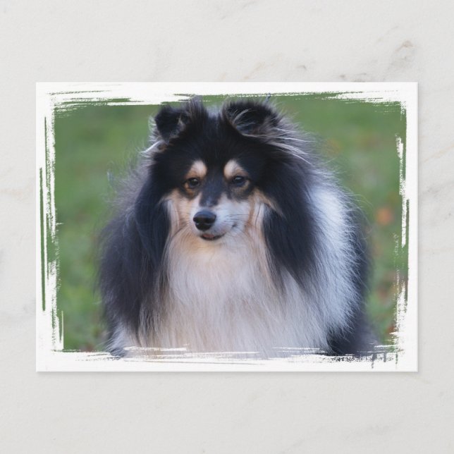 Carte postale photo Sheltie (Devant)
