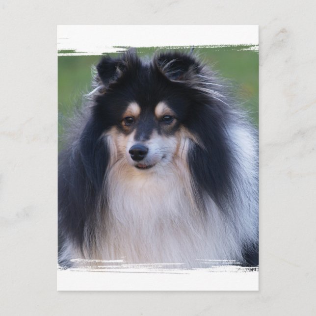 Carte postale photo Sheltie (Devant)