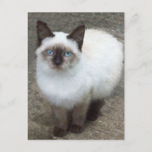 Carte postale photo Siamese Kitten