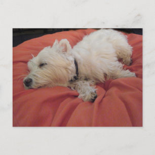 Carte postale photo Sleeping Westie