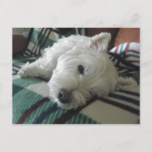 Carte postale Photo Sleepy Sofa Westie